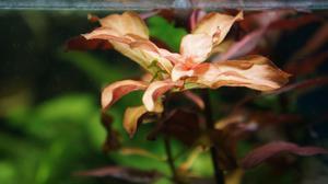 Людвигия грандулоза (Ludwigia glandulosa)