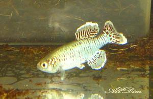 Nothobranchius eggersi TAN RB 2005-43