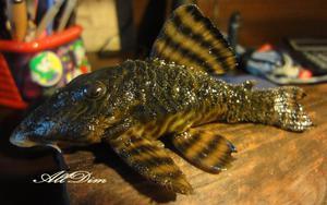 L002 Panaqolus/Tiger plec самец