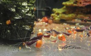 Caridina dennerli