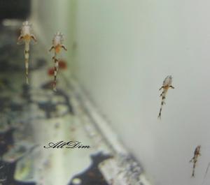 Лорикария красная (Rineloricaria sp. red L010A)