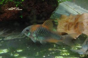 Коридорас венесуэла оранж (Corydoras Venezuelanus)