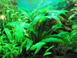 Криптокорина Лютея (Cryptocoryne lutea)