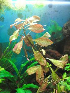 Людвигия гибридная (Ludwigia repens x palustris)