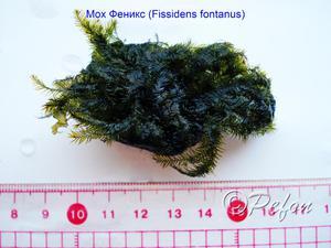 Мох Фиссиденс Фонтанус (Phoenix moss, Fissidens Fontanus)