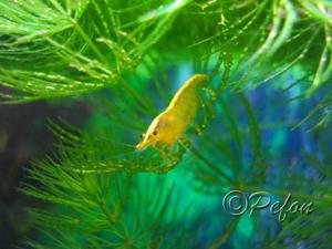 Жёлтые неоновые (Yellow Fire Shrimp Neocaridina Heteropoda var. Yellow)