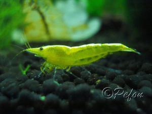 Жёлтые неоновые (Yellow Fire Shrimp Neocaridina Heteropoda var. Yellow)