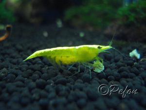 Жёлтые неоновые (Yellow Fire Shrimp Neocaridina Heteropoda var. Yellow)