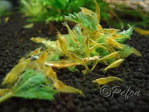 Жёлтые неоновые (Yellow Fire Shrimp Neocaridina Heteropoda var. Yellow)