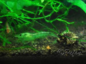 Зелёные (Caridina sp. Dark Green)