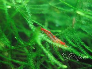 Зелёные (Caridina sp. Dark Green)