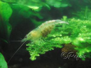 Зелёные (Caridina sp. Dark Green)