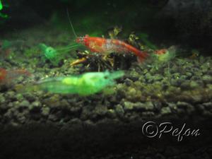 Зелёные (Caridina sp. Dark Green)