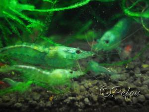 Зелёные (Caridina sp. Dark Green)