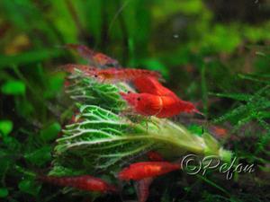 Красный огонь (Red Fire Neocaridina heteropoda var.Red)