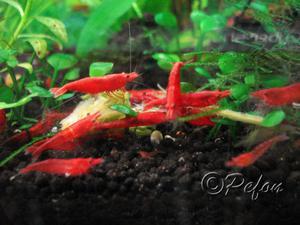 Красный огонь (Red Fire Neocaridina heteropoda var.Red)