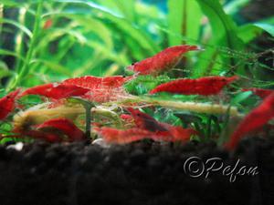 Красный огонь (Red Fire Neocaridina heteropoda var.Red)