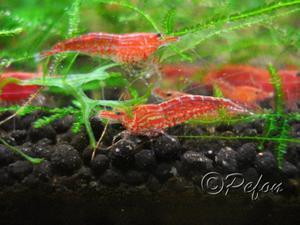 Красный огонь (Red Fire Neocaridina heteropoda var.Red)