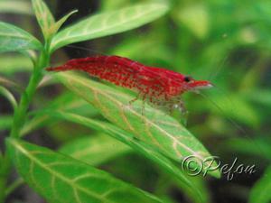 Красный огонь (Red Fire Neocaridina heteropoda var.Red)