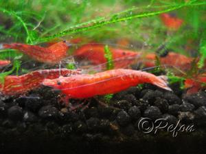 Красный огонь (Red Fire Neocaridina heteropoda var.Red)