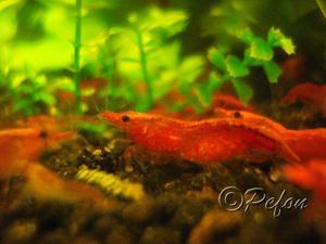 Red Cherry- Neocaridina Heteropoda