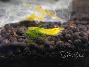 Желтые креветки Neocaridina heteropoda var. Yellow