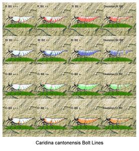 Caridina cantonensis Bolt Lines