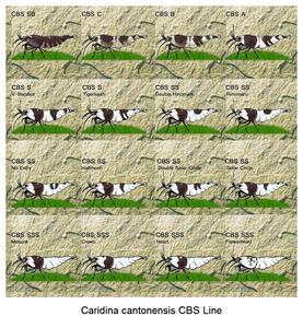 Caridina cantonensis CBS Line