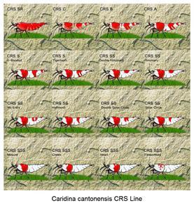 Caridina cantonensis CRS Line_hf