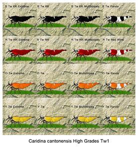 Caridina cantonensis High Grades Tw1