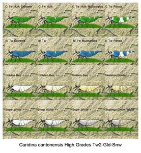 Caridina cantonensis High Grades Tw2-Gld-Snw