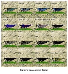 Caridina cantonensis Tigers