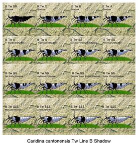 Caridina cantonensis Tw Line B Shadow