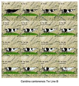 Caridina cantonensis Tw Line B