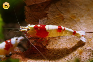 Caridina