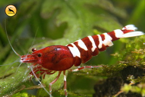 Caridina