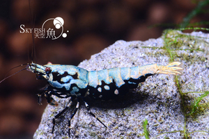 Metallic Blue Boa