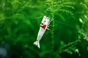 Caridina