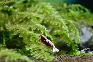 Caridina