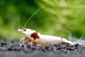 Caridina