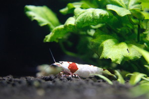 Caridina