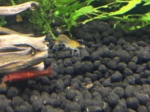 Креветки Pinto Spotted, Zebra, King Kong, Ruby Red, Red Wine, Голец Панда (Panda  Loach), спец. корм