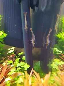 Caridina Gracilirostris (Пиноккио)