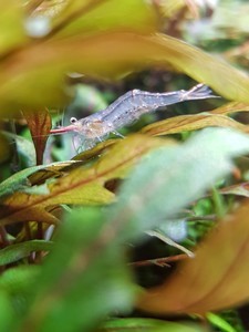 Caridina Gracilirostris (Пиноккио)