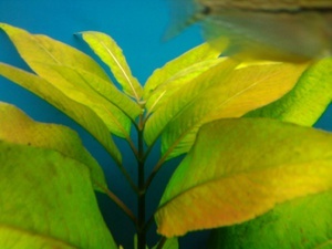 Hygrophila corymbosa