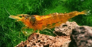 Caridina Lanceolata