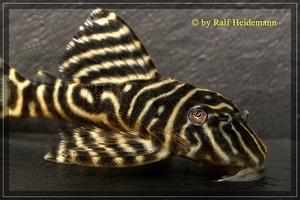 L-340 Hypancistrus Mega Clown Pleco 