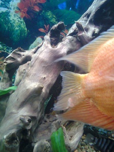 Severum white spots