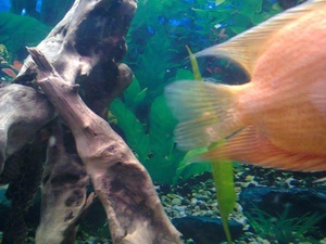 Severum white spots 1