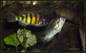 Haplohromis sp.44 